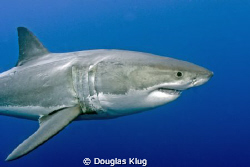 Perfect Form. A Great White Shark displaying its evolutio... by Douglas Klug 